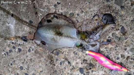 �����ꥤ��