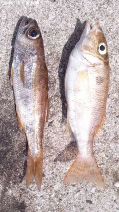 ��ġ��ե��ե�����