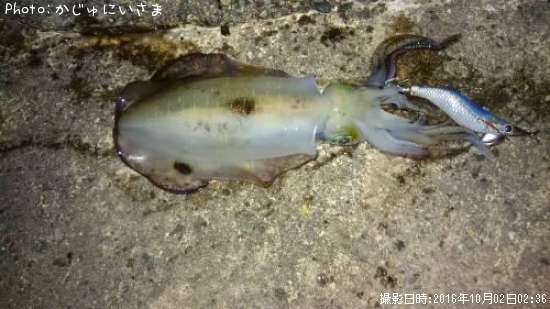 �����ꥤ��