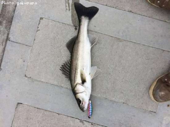 �����Х�