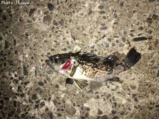 ���ӥ���