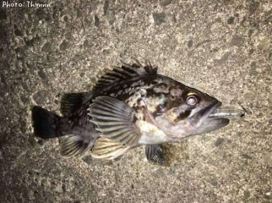 ���ӥ���