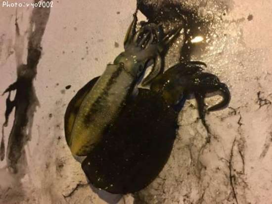 �����ꥤ��