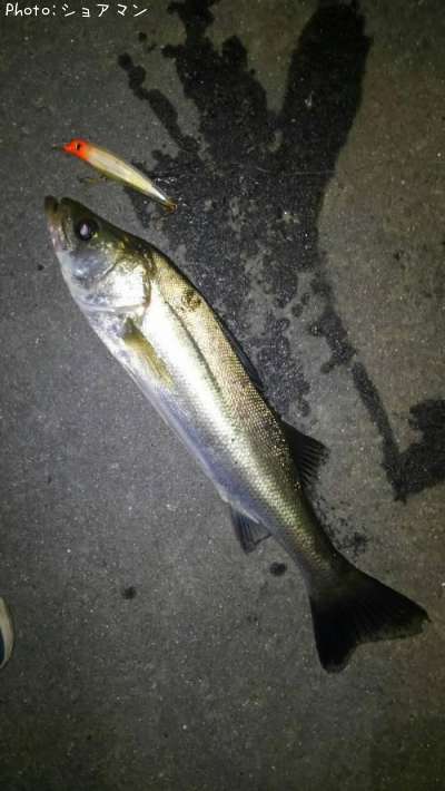 �����Х�