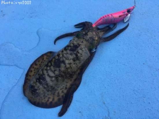 �����ꥤ��