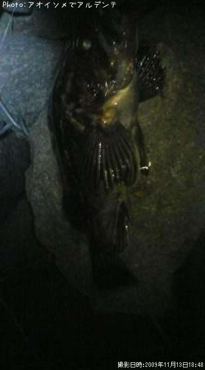 �٥å�������