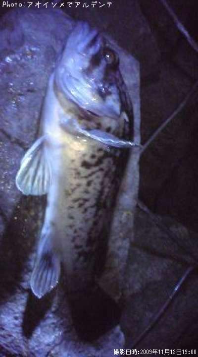 �٥å�������