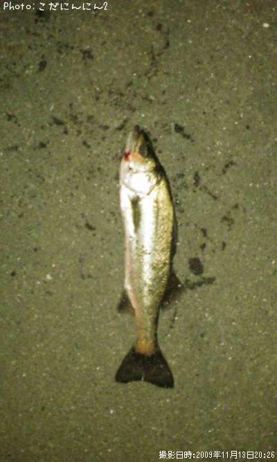 �����Х�