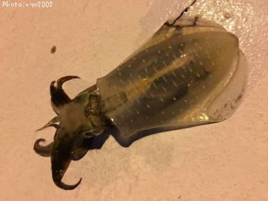 �����ꥤ��