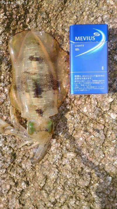 �����ꥤ��