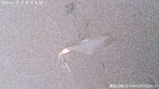 ��ʿ�ܡ������ա�