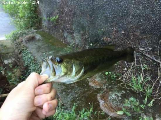 �֥�å��Х�