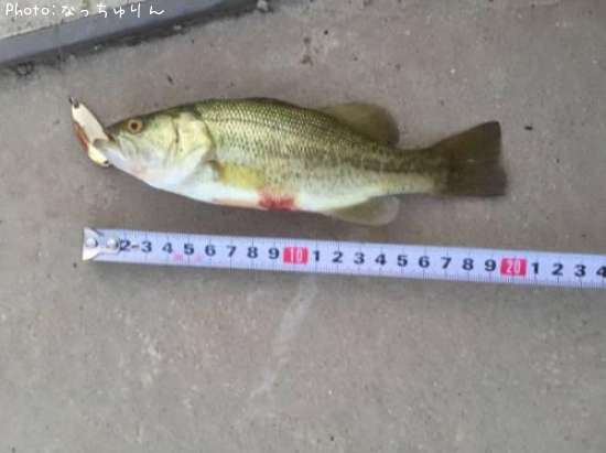 �֥�å��Х�