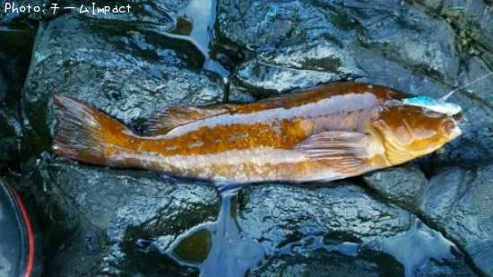 �����ʥ�