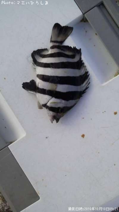 ����Х���