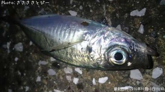 �����������Х����᥸�ʡ����ߥ��ʥ�