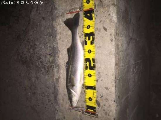 �����Х�