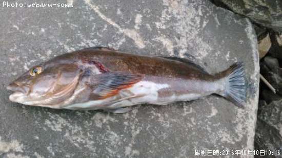 �����ʥ�