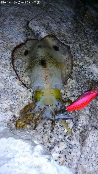 �����ꥤ��