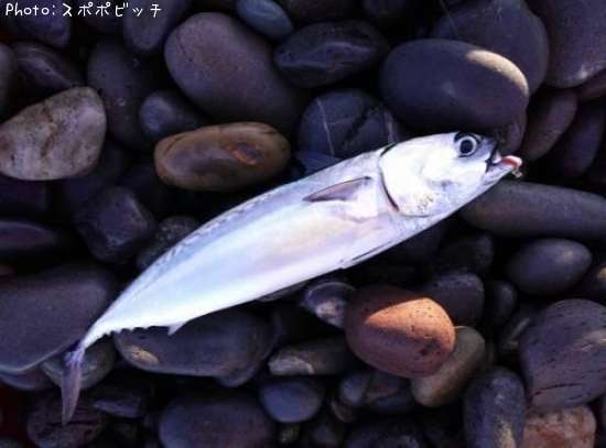 ���������ĥ�