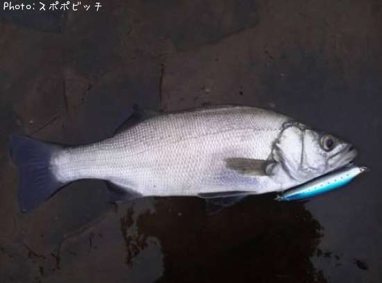 �ҥ饹����