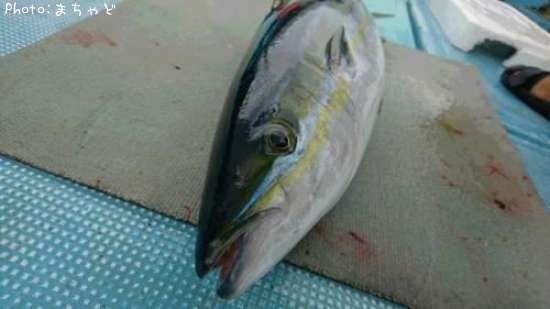 ��ޥȥʥ�����ڥĥ�֥��