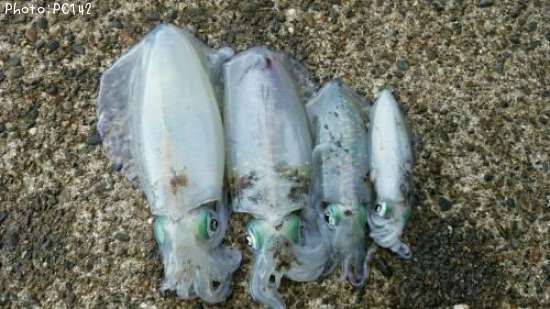 �����ꥤ��