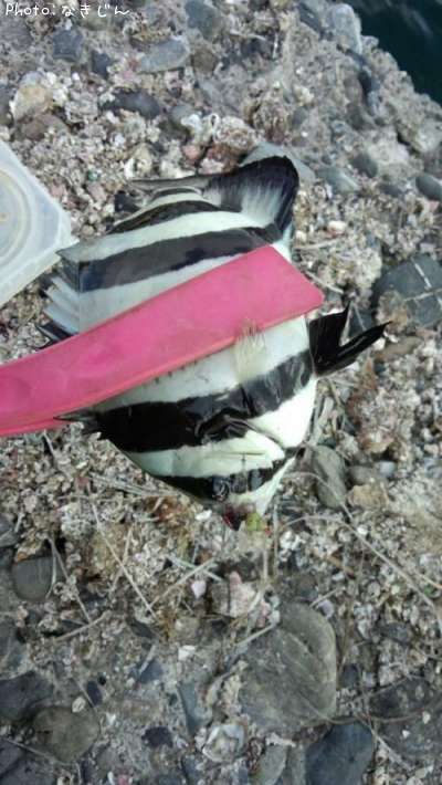 ���������ʻҶ���