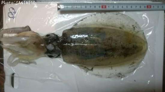 �����ꥤ��