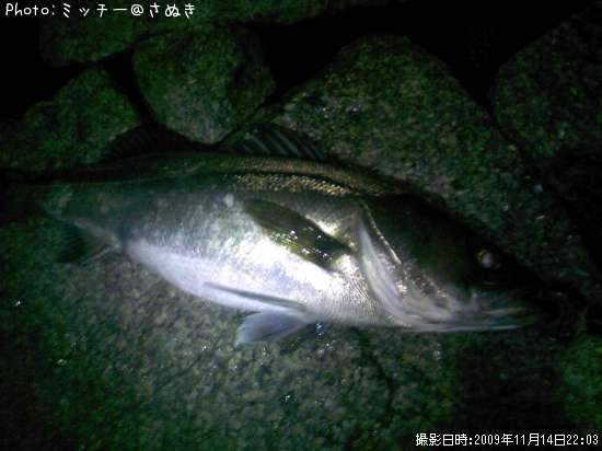 �ޥ륹����