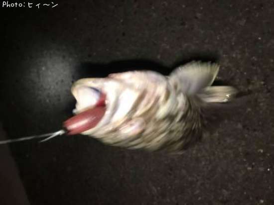 �����Υ���Х�