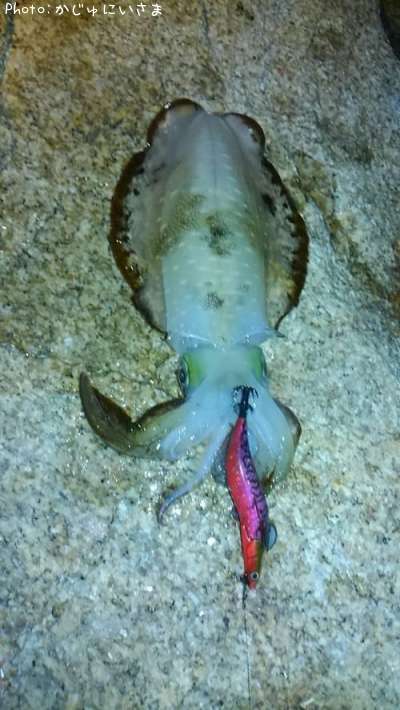 �����ꥤ��