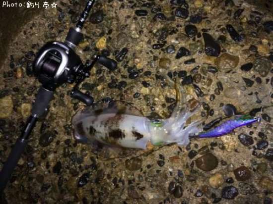 �����ꥤ��