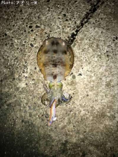 �����ꥤ��