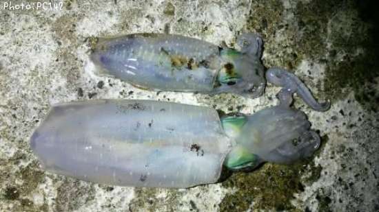 �����ꥤ��