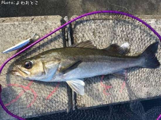 �����Х�