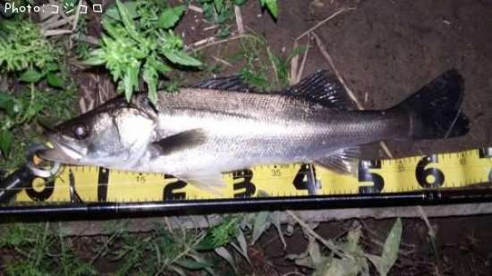 �����Х�