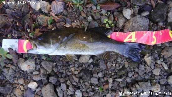 ���⡼��ޥ����Х�