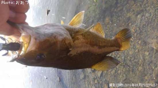 ���⡼��ޥ����Х�