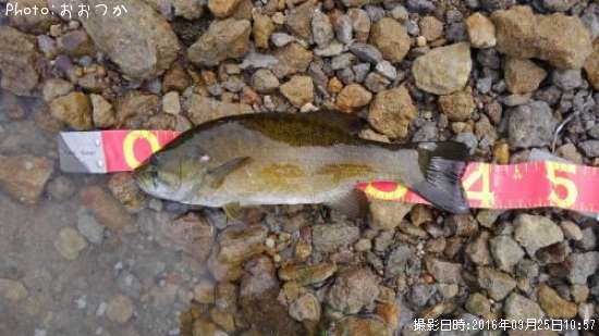 ���⡼��ޥ����Х�