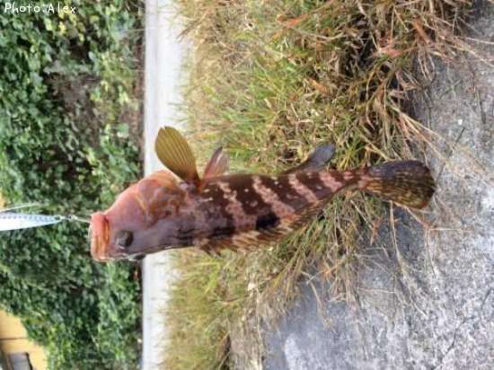 �����ϥ�