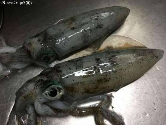 �����ꥤ��