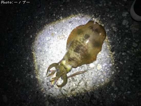 �����ꥤ��