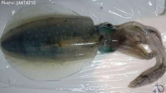 �����ꥤ��