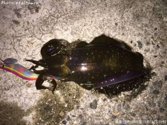 �����ꥤ��