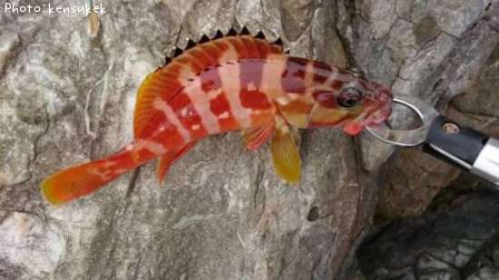 �����ϥ�