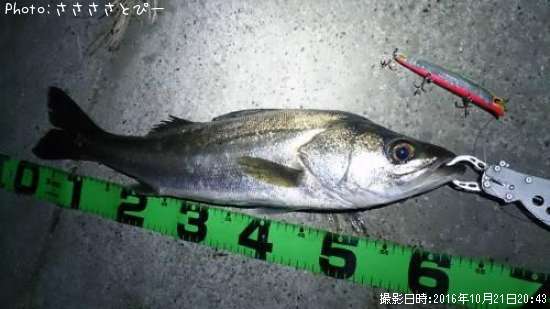 �����Х����٥���