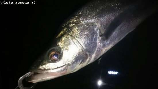 �����Х�