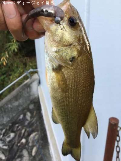 �֥�å��Х�