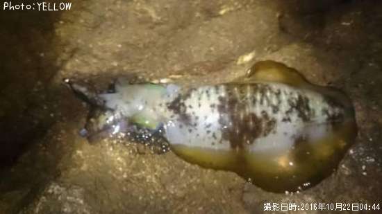 �����ꥤ��